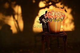 植物,花,花盆