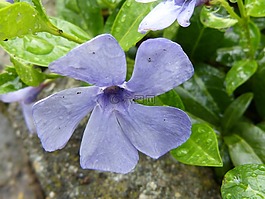 忘了我 也许,花的海洋,鲜花