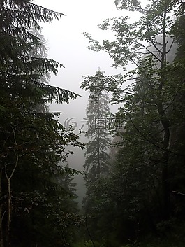 霧,森林,山