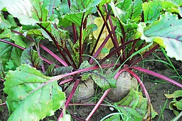蔬菜,園丁,菜園