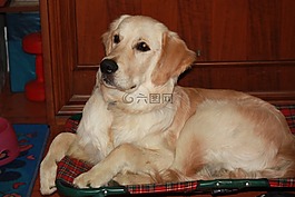 狗,動物,金毛獵犬