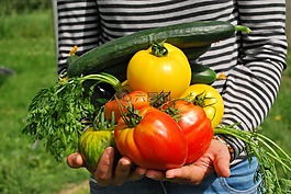 蔬菜,園丁,菜園