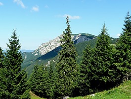 特蘭西瓦尼亞,森林,松
