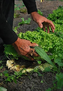 蔬菜,園丁,菜園