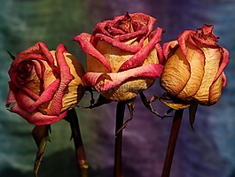 玫瑰,紅色,黃色