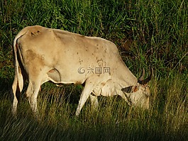 古巴,太陽(yáng),度假