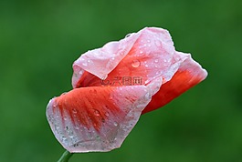 罌粟,春花,klatschmohn
