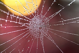 web,水滴,露滴