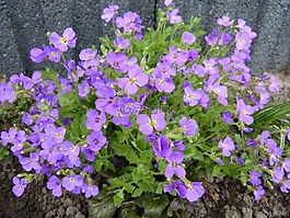 花的海洋,blütenmeer,鮮花