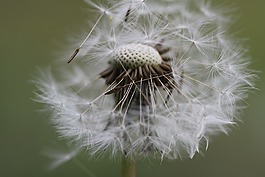 宏,蒲公英,花