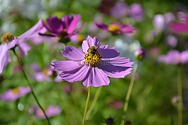 蜜蜂,盛开,开花