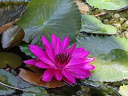 水百合,粉紅色,自然