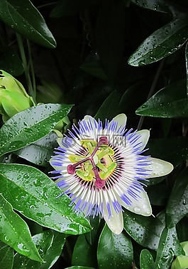 自然,植物區(qū)系,葉