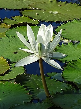 花,白,百合