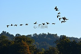 天空,飛行,鳥