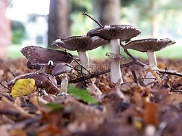 景觀,蘑菇,森林