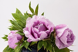 花束,牡丹,花