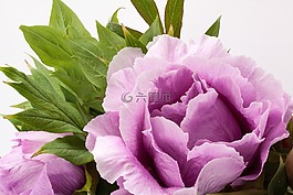 花束,牡丹,花