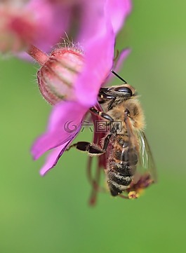 蜜蜂,宏,花