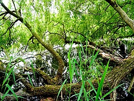日志,科,池塘