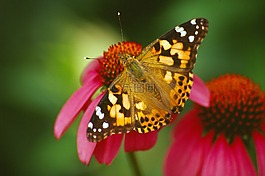 蝴蝶,花,昆蟲