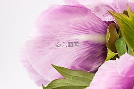 花束,牡丹,花