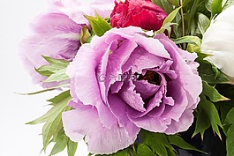 花束,牡丹,花