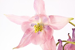 鴿的,花,開花