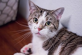 猫,基蒂,小猫