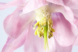 鴿的,花,開花
