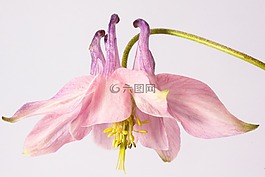 鴿的,花,開花