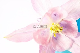 鴿的,花,開花