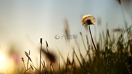 夏天,蒲公英,日落