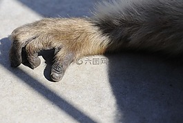 猿,猴子的手臂,äffchen