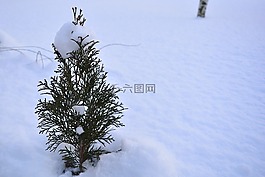 雪,布什,植物