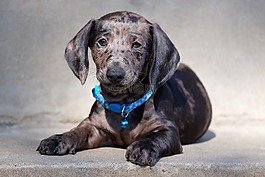 臘腸犬,狗,動(dòng)物