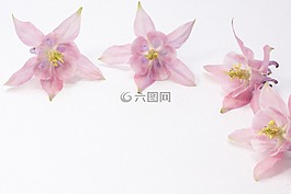 鴿的,花,開花