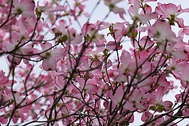山茱萸,粉紅色,sp環(huán)