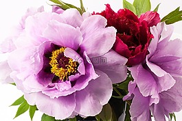 花束,牡丹,花