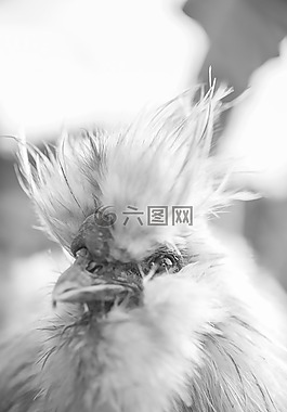 蓬松,雞,母雞