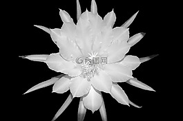 epiphyllum,仙人掌,多汁