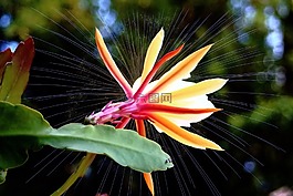 開花,黃色,花