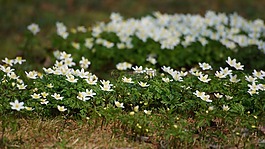 海葵,鲜花,木海葵