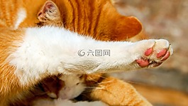 猫的爪子,爪,猫