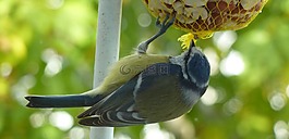 山雀,鳥,羽毛