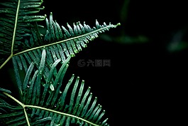 露水,蕨類植物,綠色