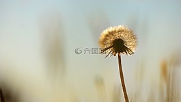蒲公英,夏天,雜草