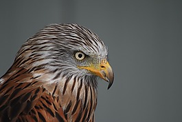 獵鷹,動物,鷙鳥