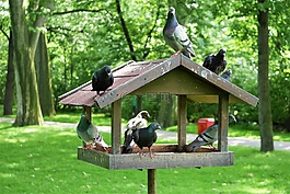 鴿舍,公園,鳥