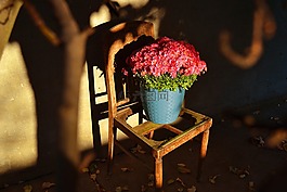 植物,花,花盆
